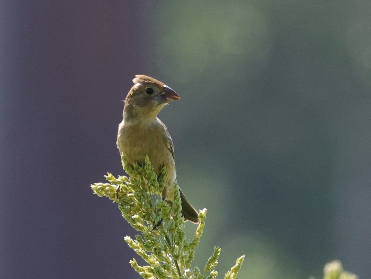 Blue Grosbeak - ML623449853
