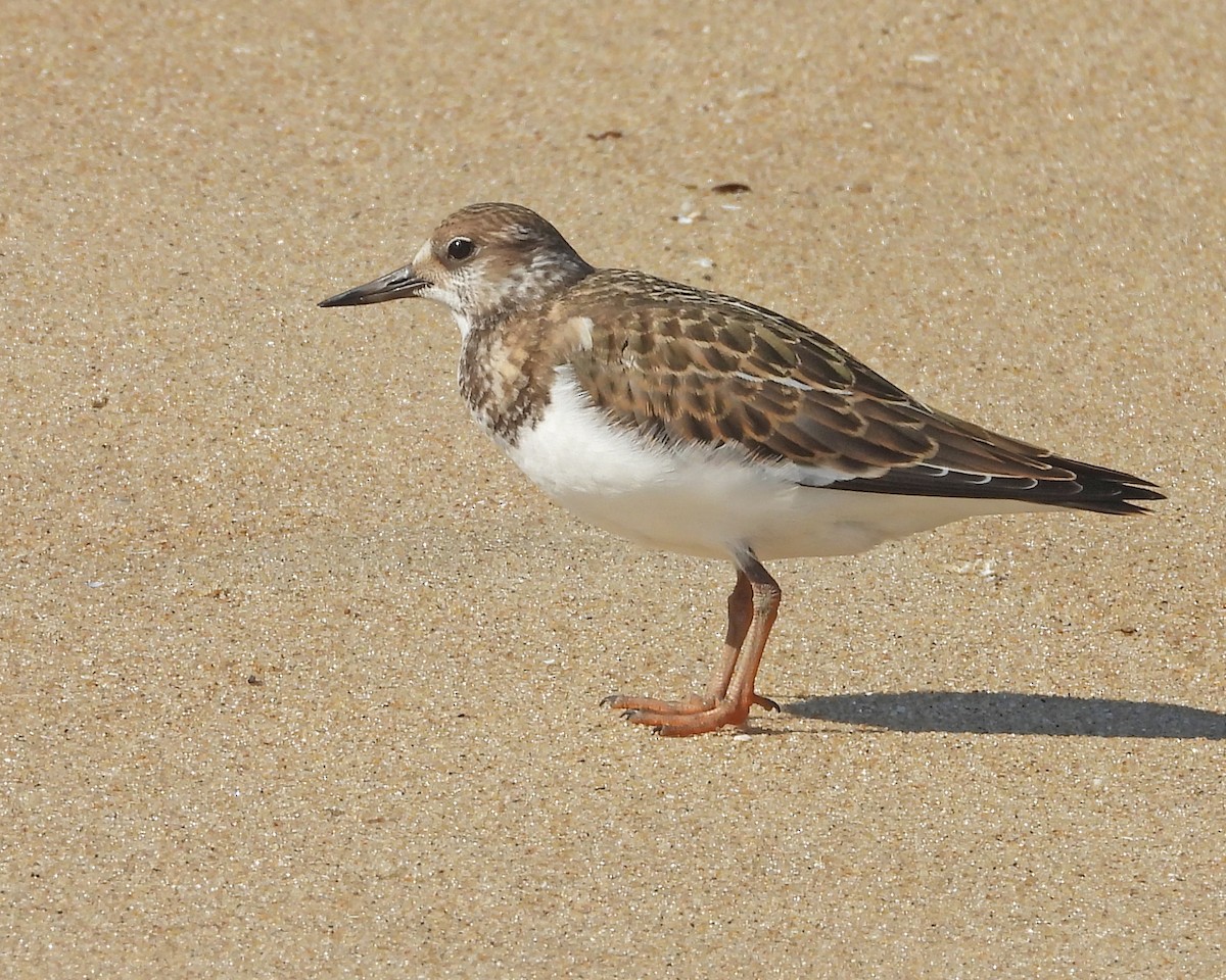 Ruddy Turnstone - ML623449866