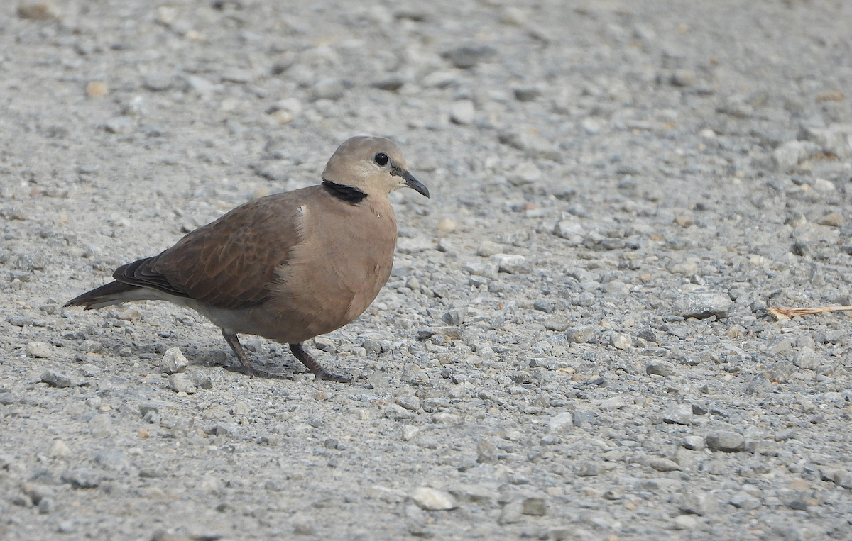 Red Collared-Dove - ML623449874