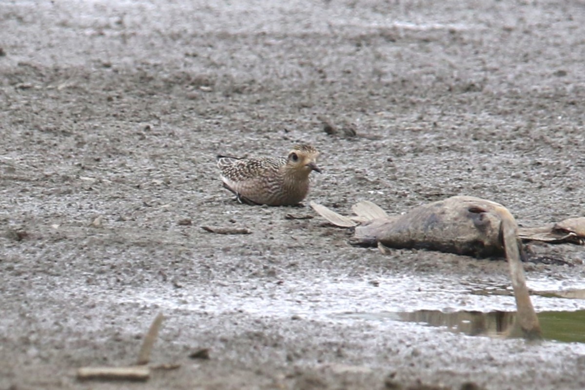 American Golden-Plover - ML623449875