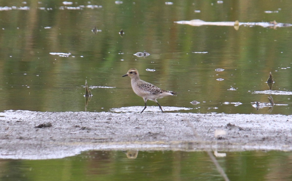 American Golden-Plover - ML623449876