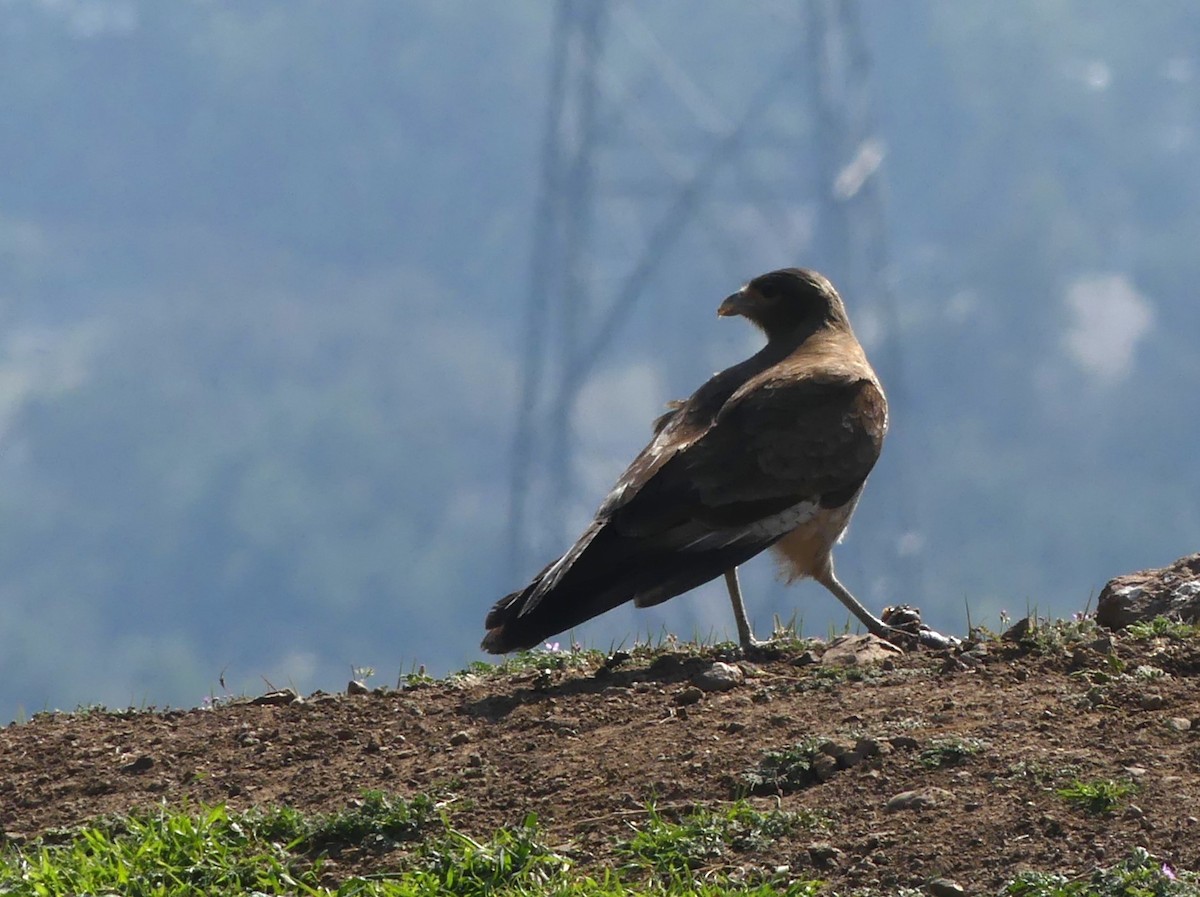 Chimango Caracara - ML623449879