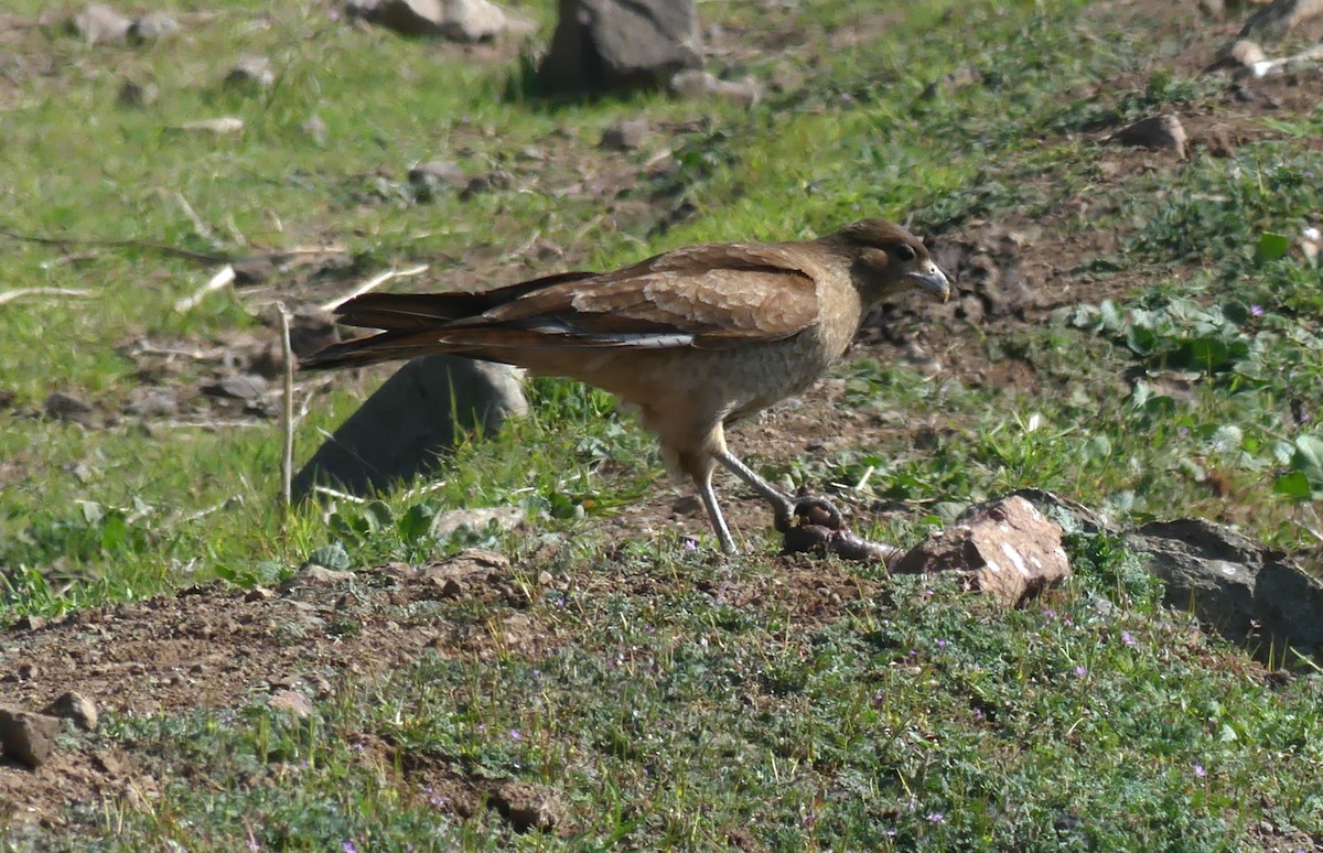 Chimango Caracara - ML623449880