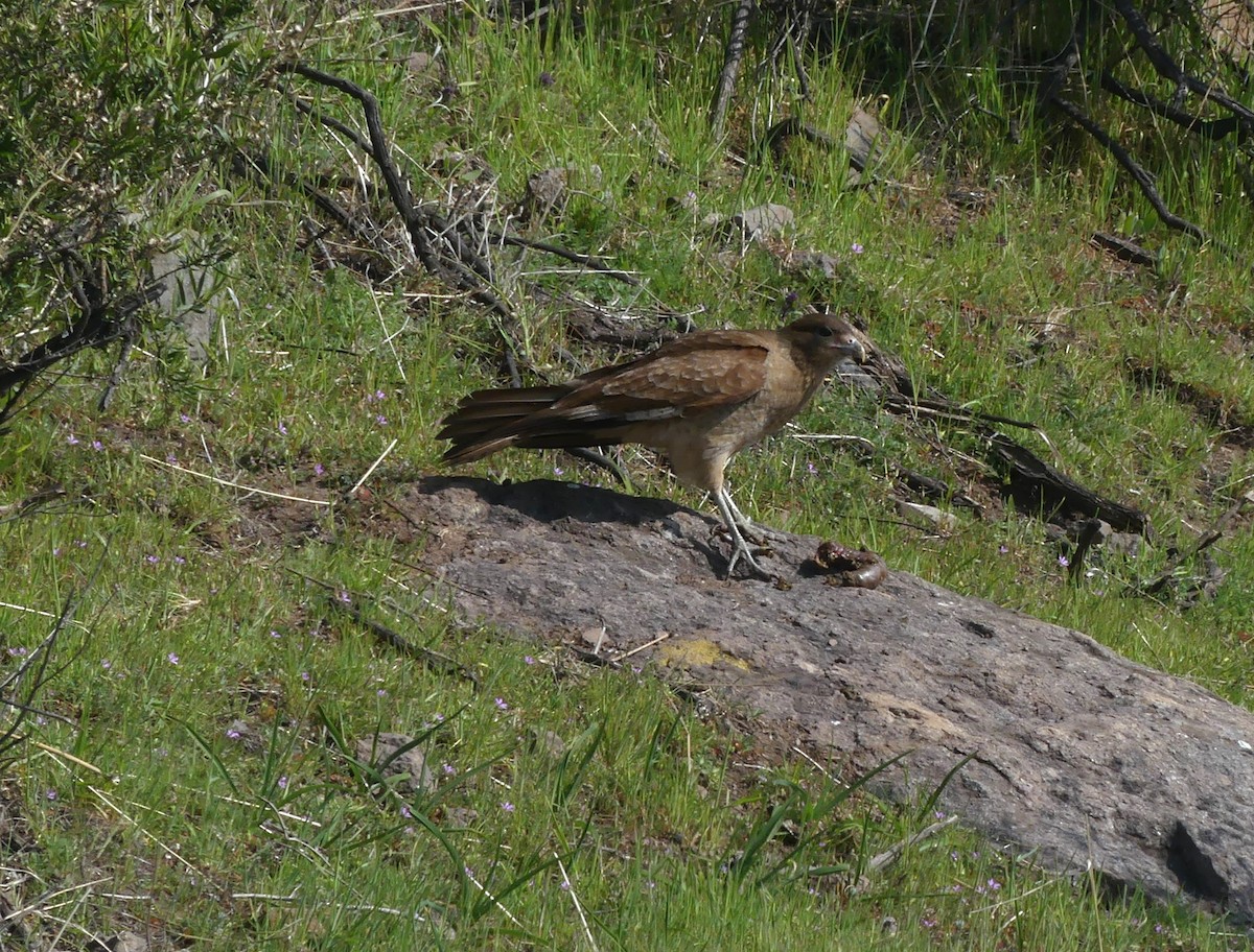 Chimango Caracara - joaquin vial