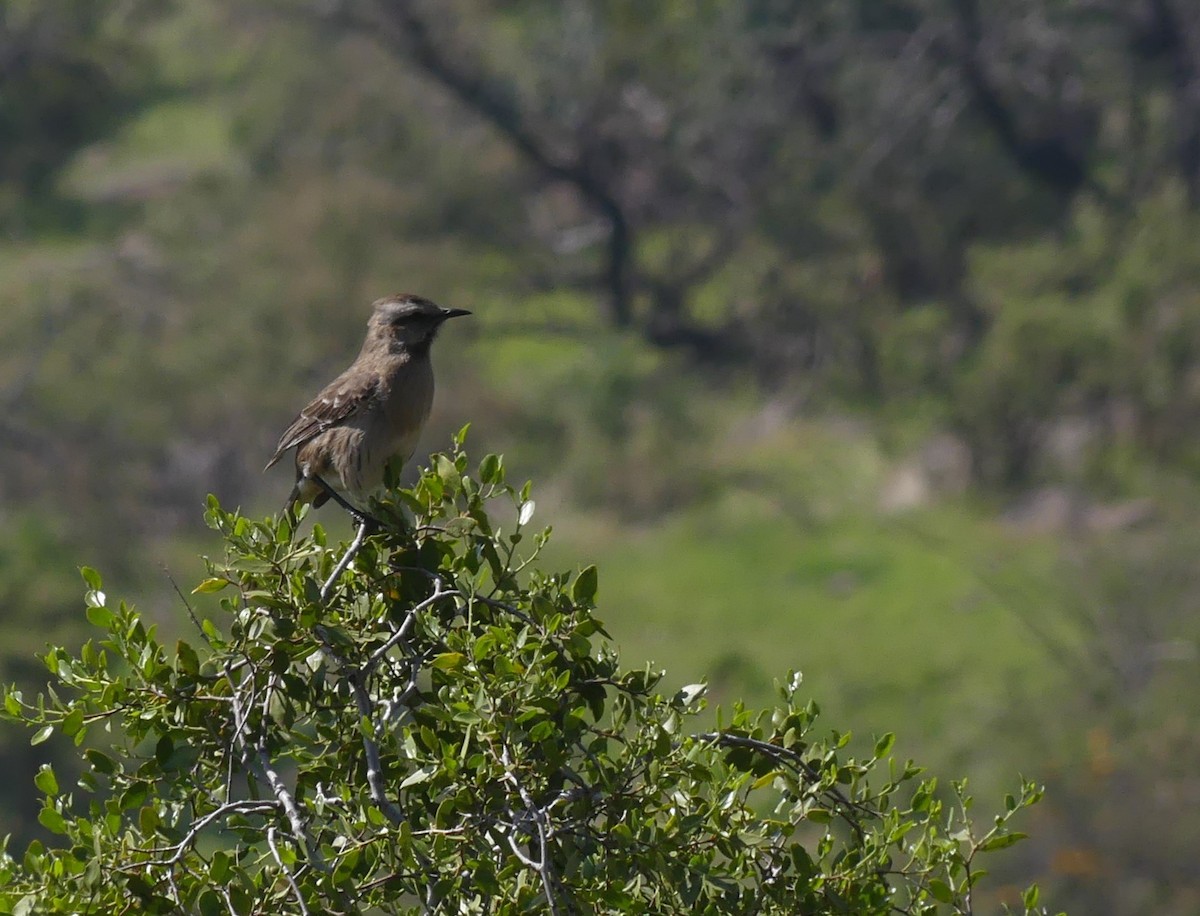 Chilean Mockingbird - ML623449895