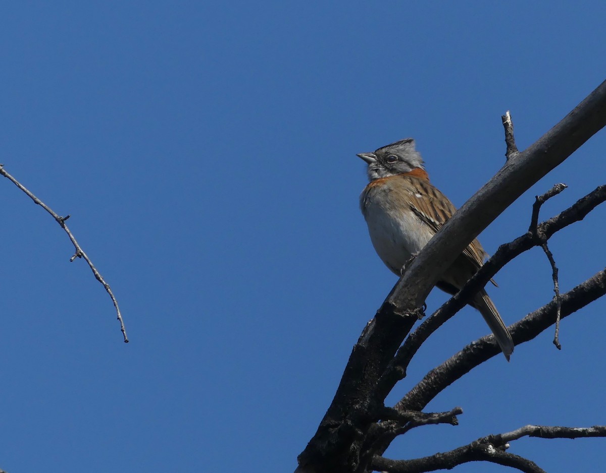 Rufous-collared Sparrow - ML623449905