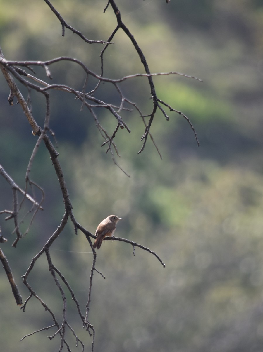 Southern House Wren - ML623449916