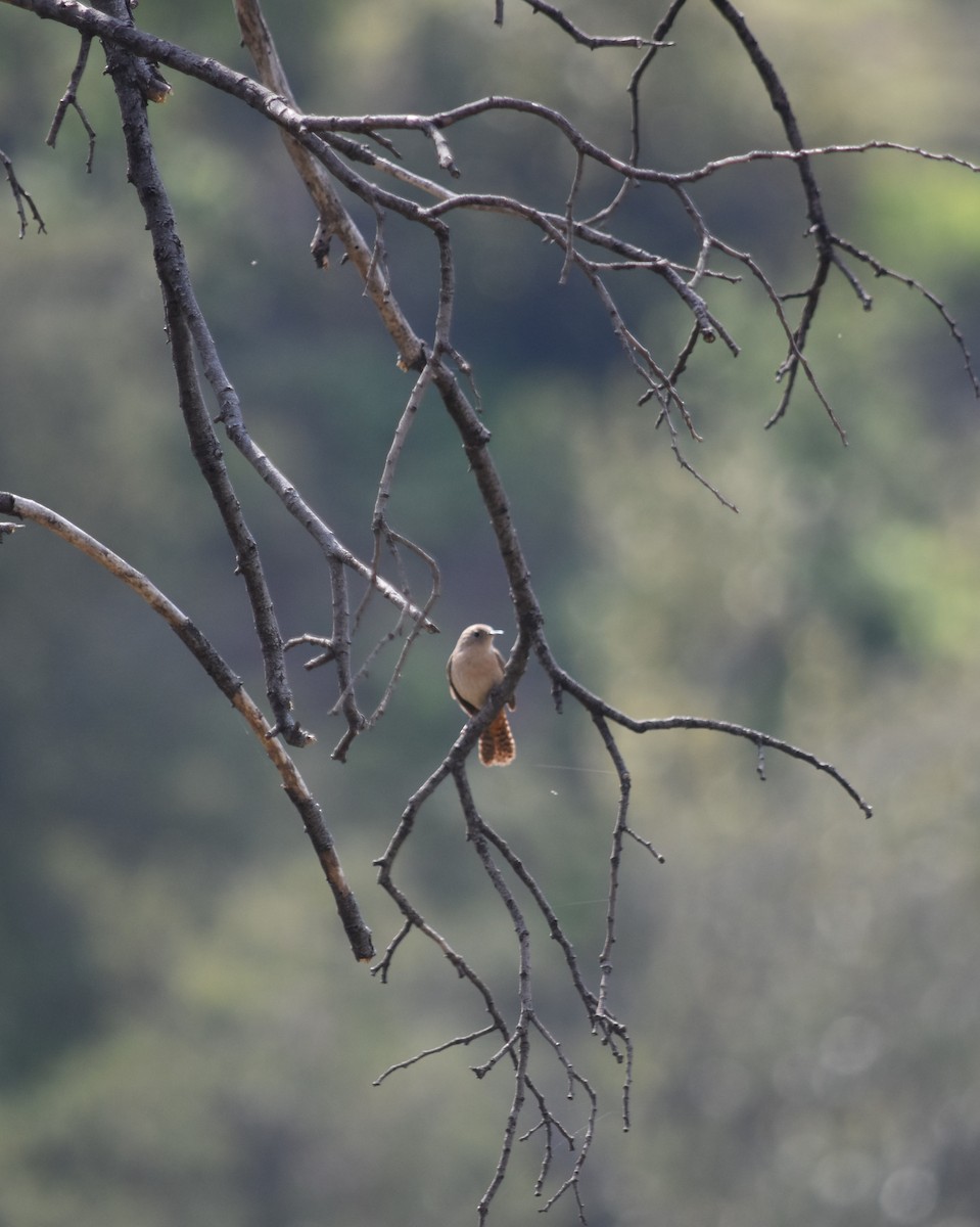 Southern House Wren - ML623449917