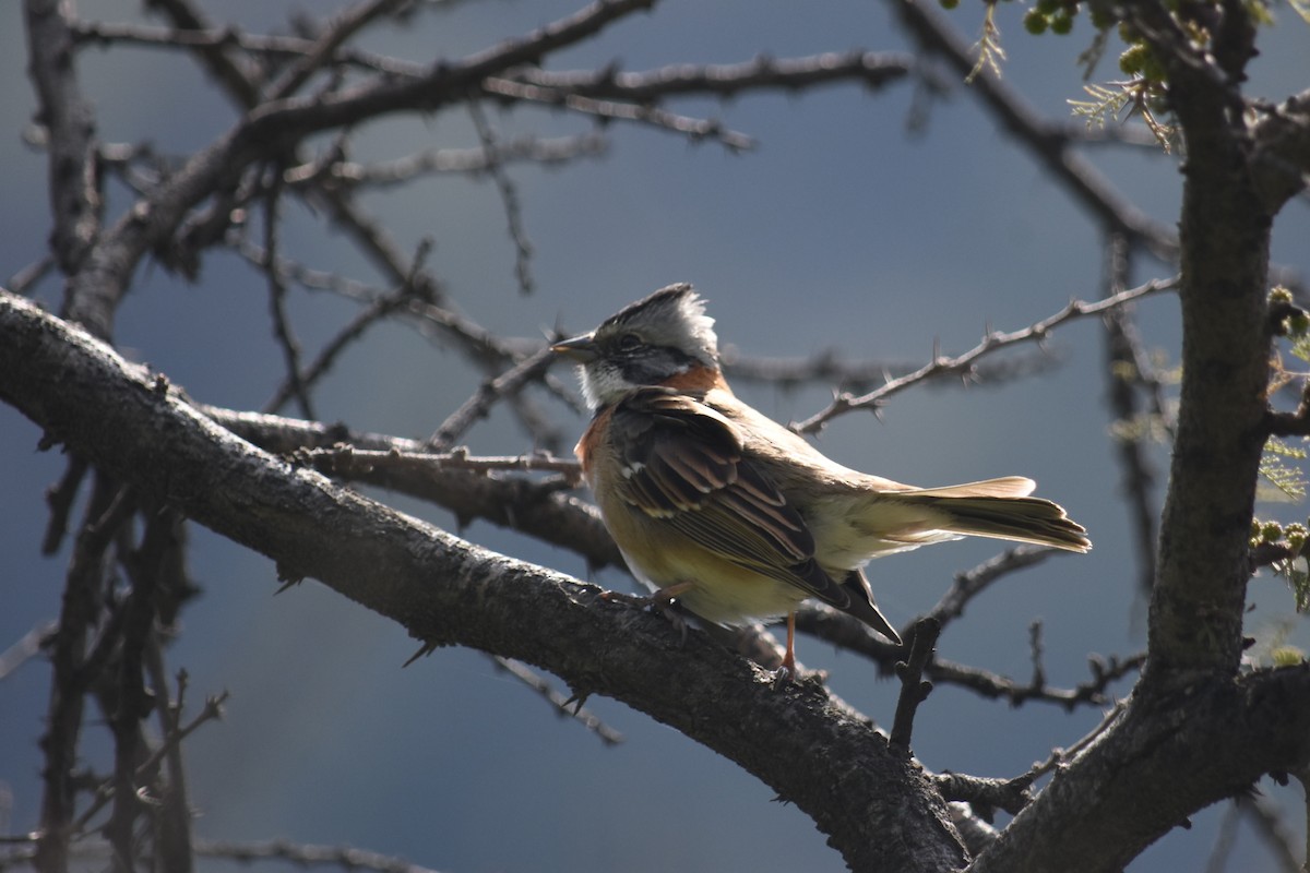Rufous-collared Sparrow - ML623449932