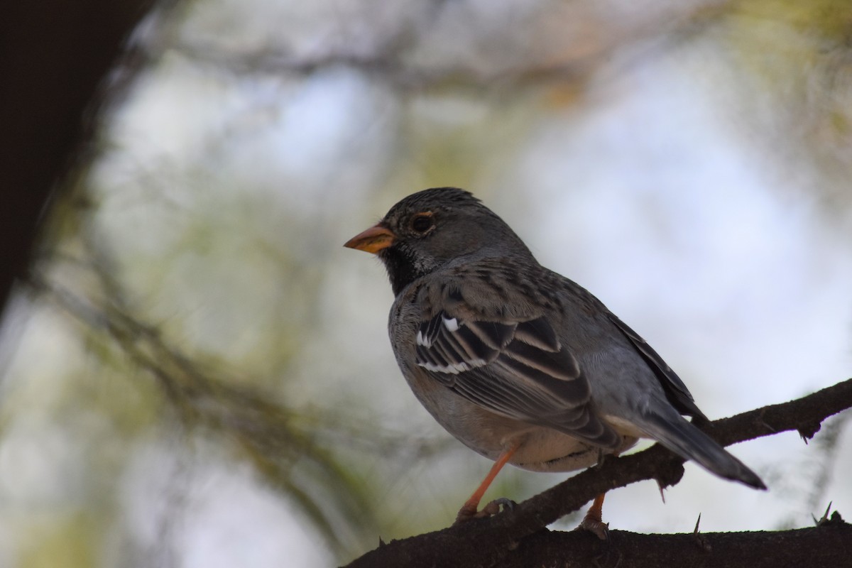 Mourning Sierra Finch - ML623449935