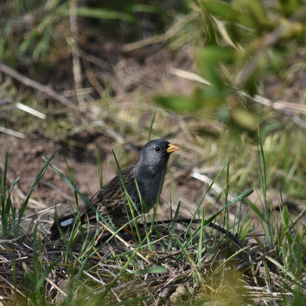 Band-tailed Sierra Finch - ML623449940