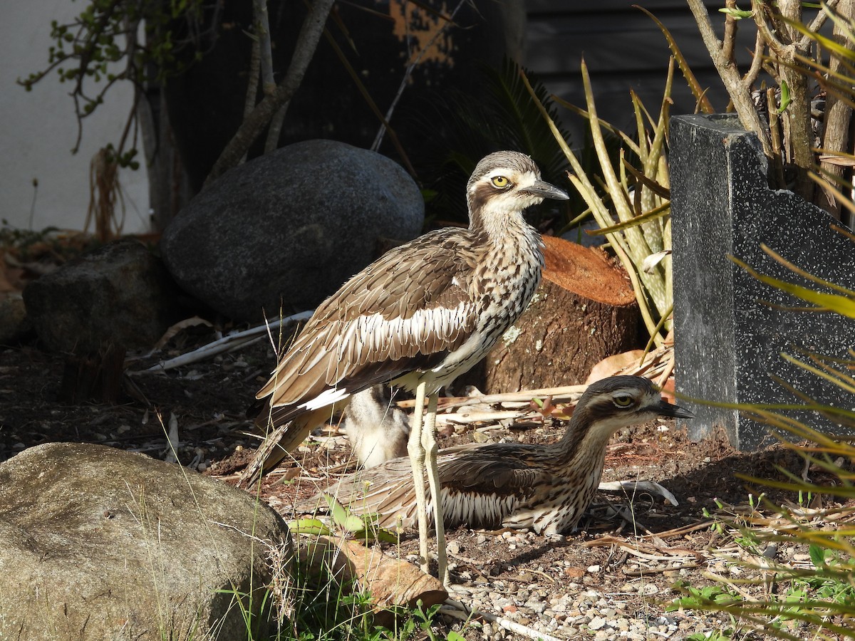 Bush Thick-knee - ML623449972