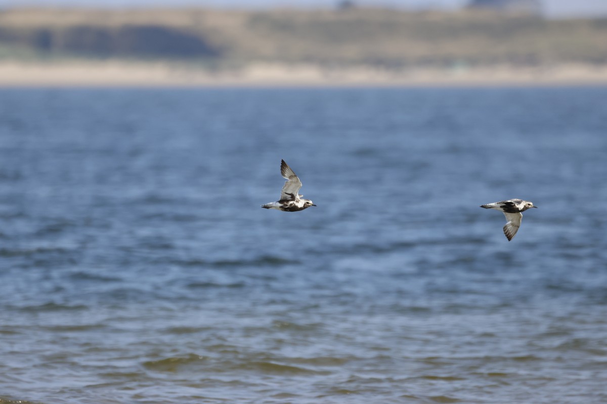 Black-bellied Plover - ML623449976