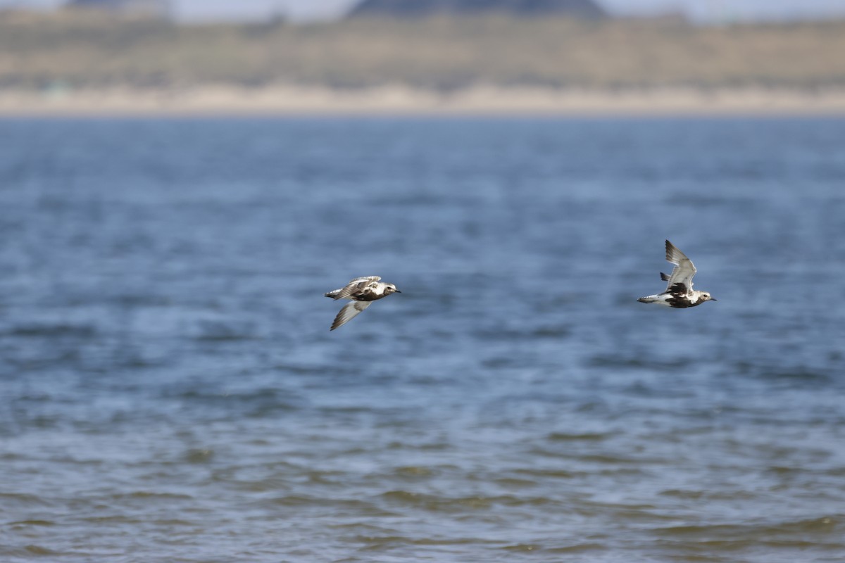 Black-bellied Plover - ML623449978