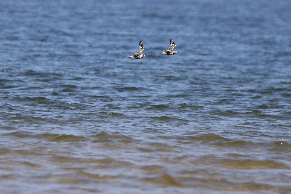 Black-bellied Plover - ML623449979