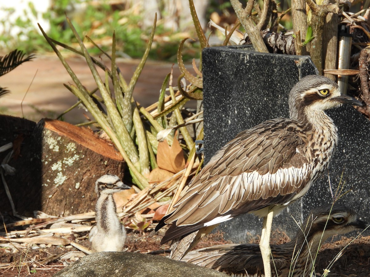 Bush Thick-knee - ML623449980