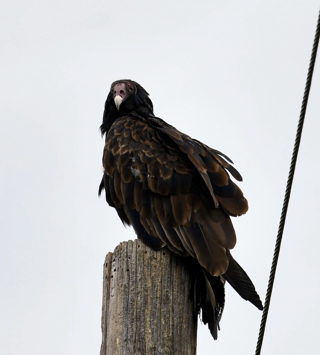 Turkey Vulture - ML623449981