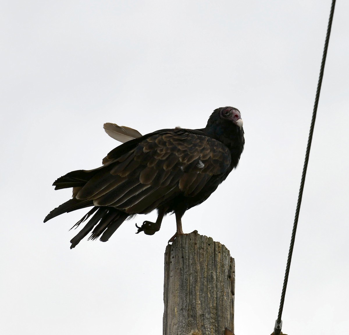 Turkey Vulture - ML623449982