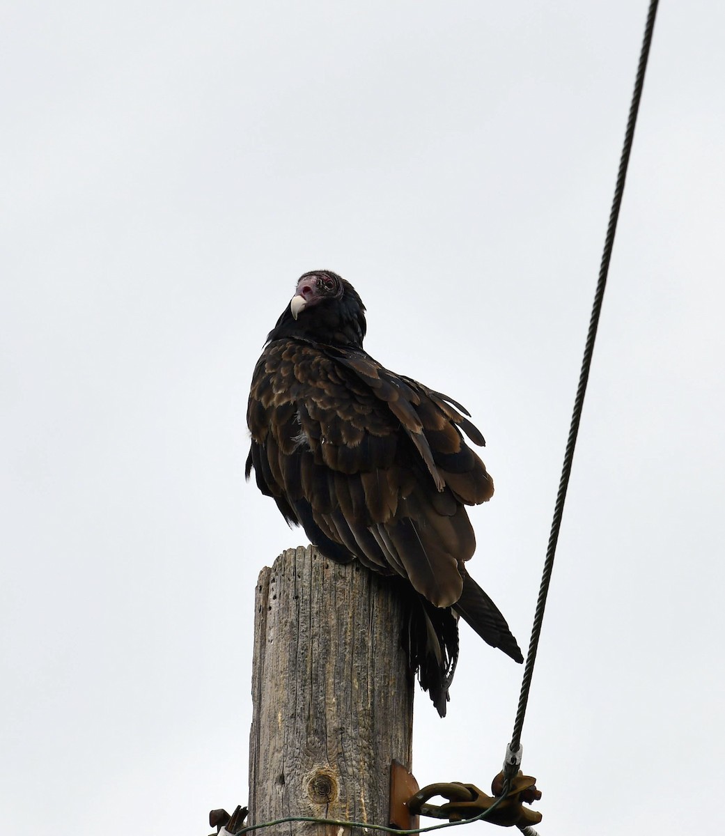 Turkey Vulture - ML623449983