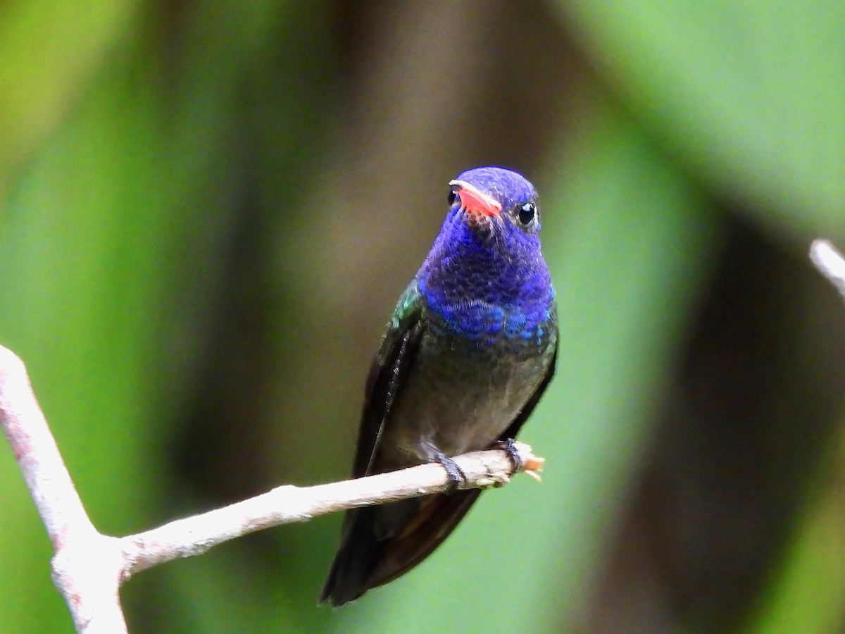 White-chinned Sapphire - ML623449985