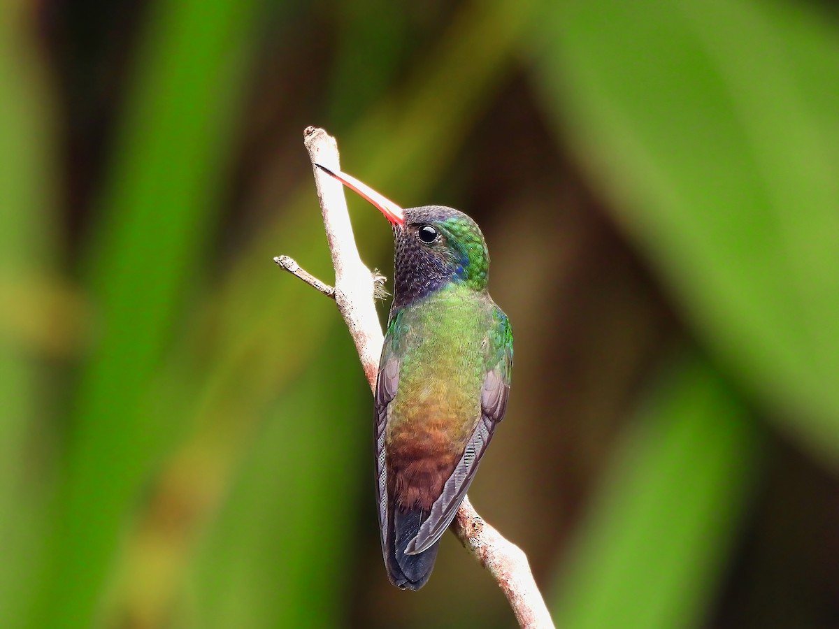 White-chinned Sapphire - ML623449986