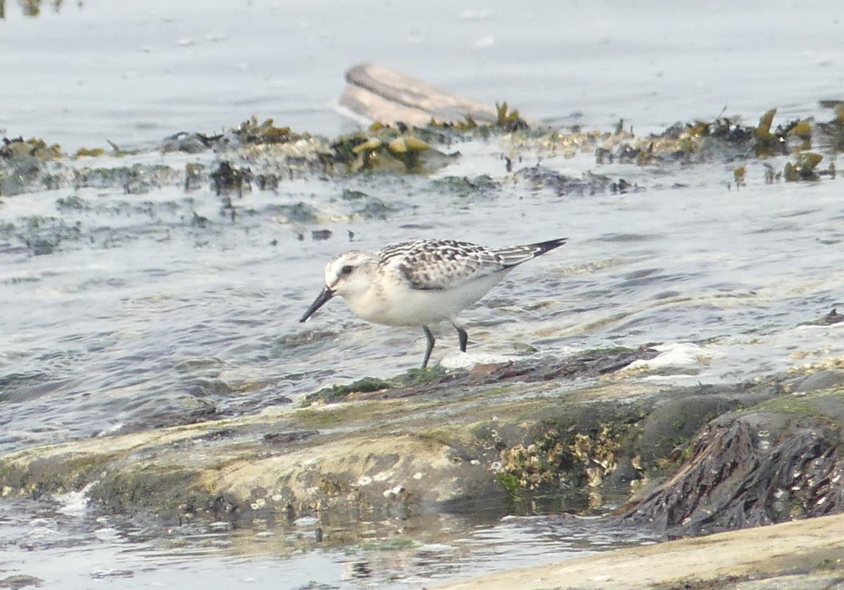 Sanderling - ML623449987