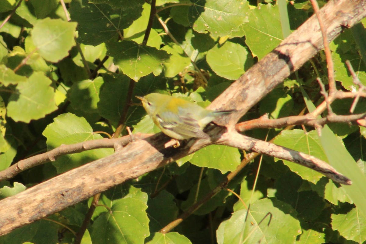 Northern Parula - ML623449991