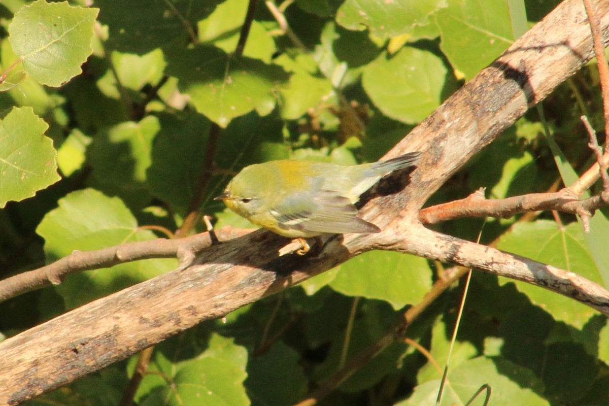 Northern Parula - ML623449992