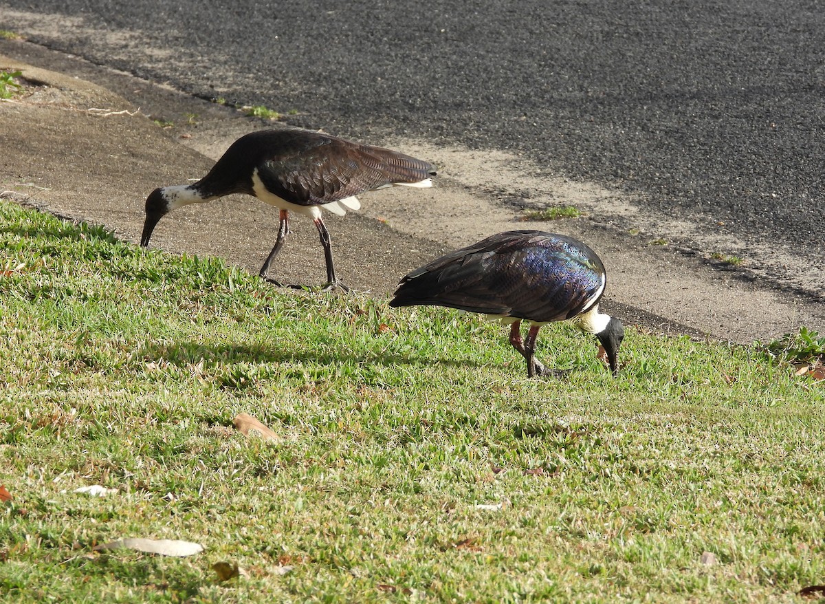 Straw-necked Ibis - ML623449993