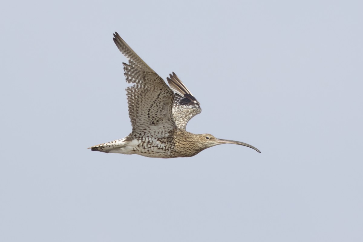 Eurasian Curlew - ML623449995