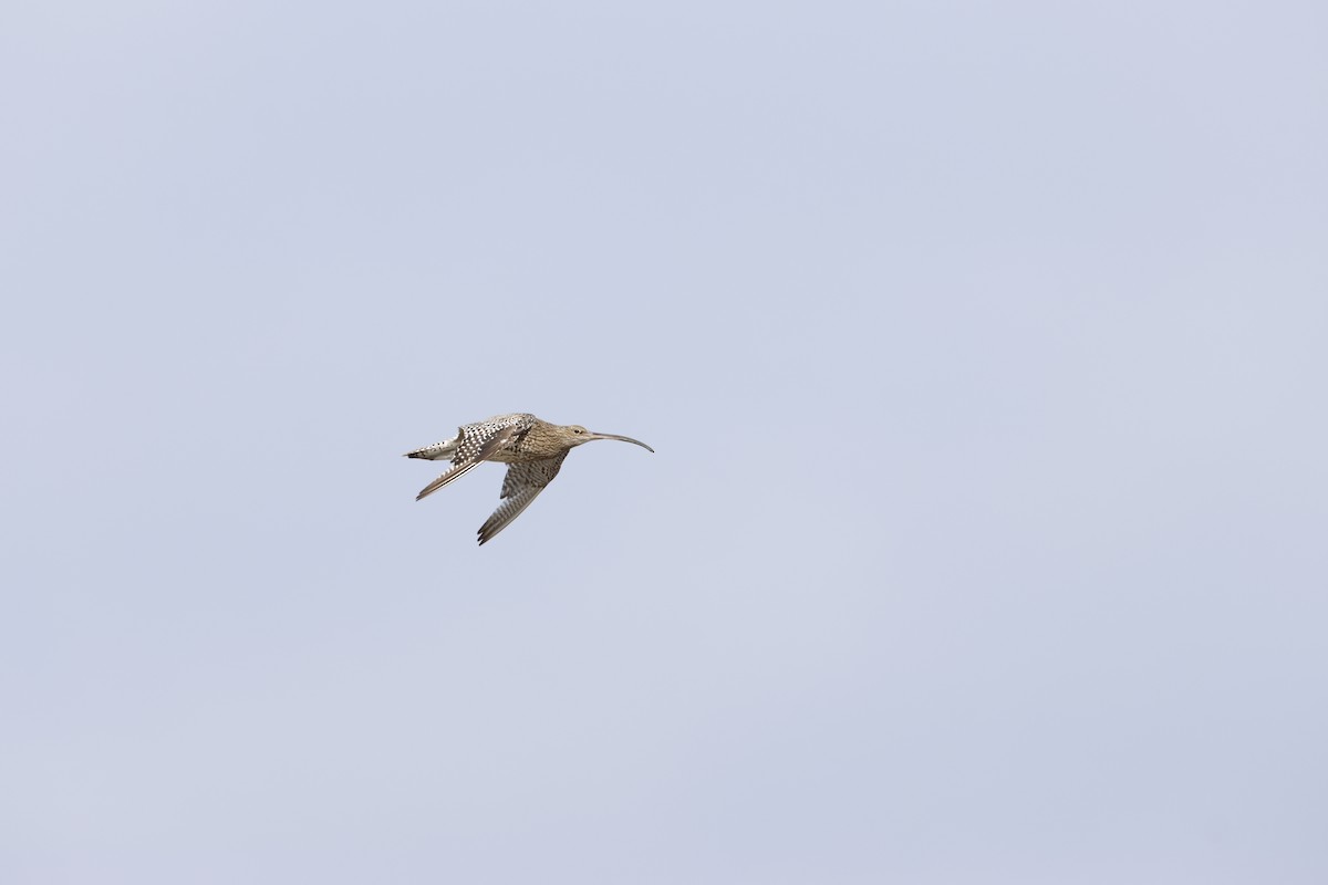 Eurasian Curlew - ML623449996