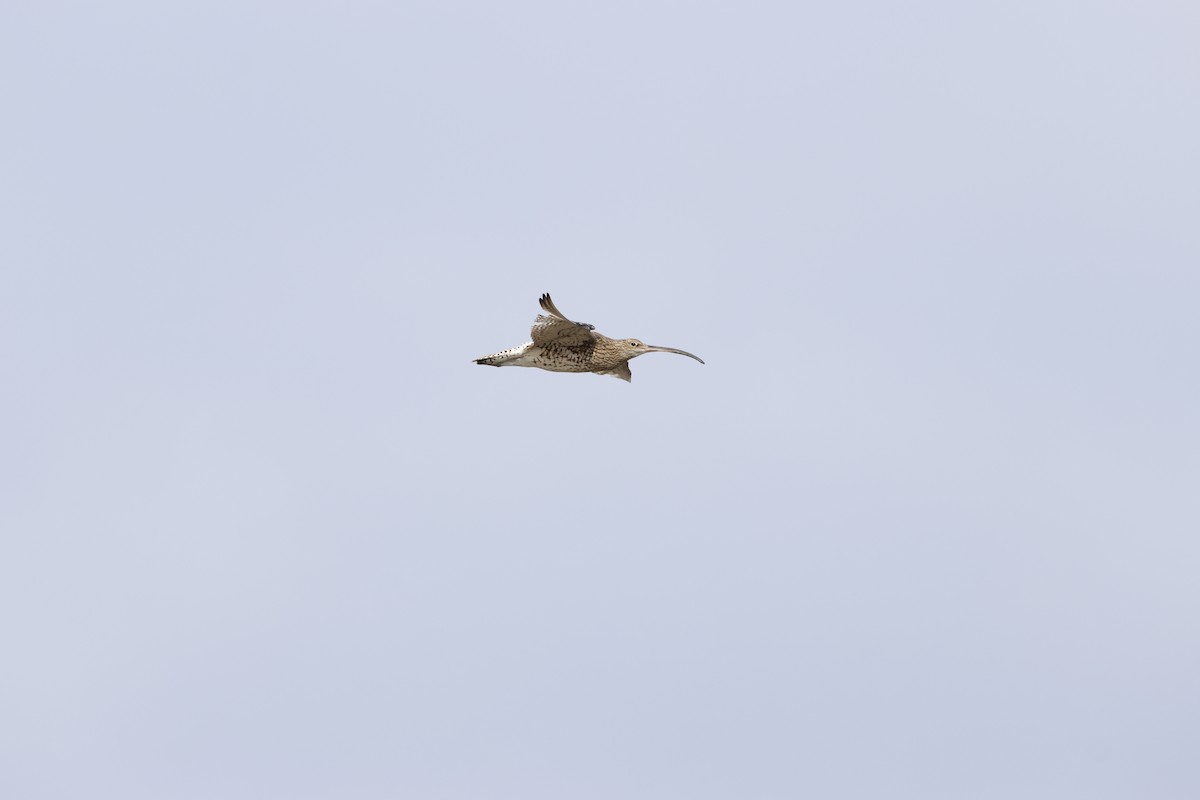 Eurasian Curlew - Gareth Bowes