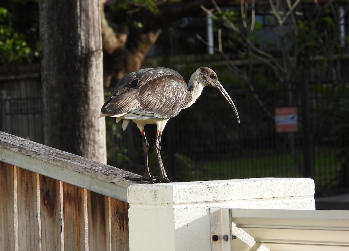 Straw-necked Ibis - ML623449998