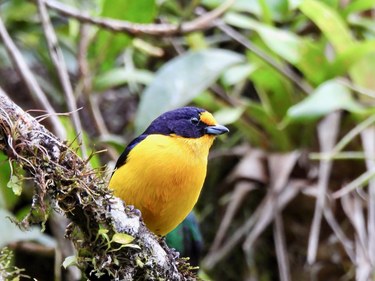 Violaceous Euphonia - ML623449999