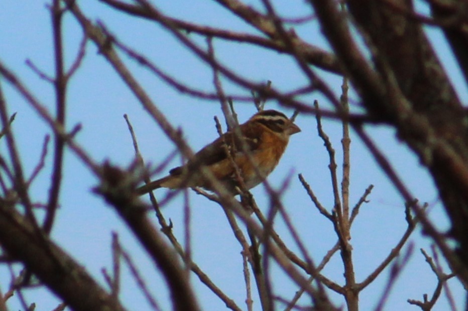 Rose-breasted Grosbeak - ML623450005