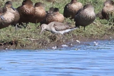 Hudsonian Godwit - ML623450009