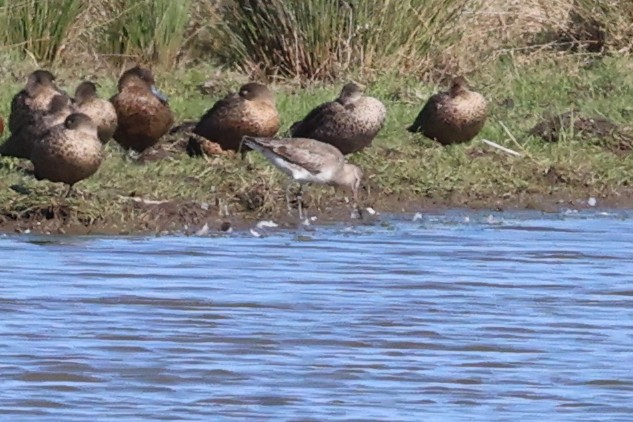 Hudsonian Godwit - ML623450010