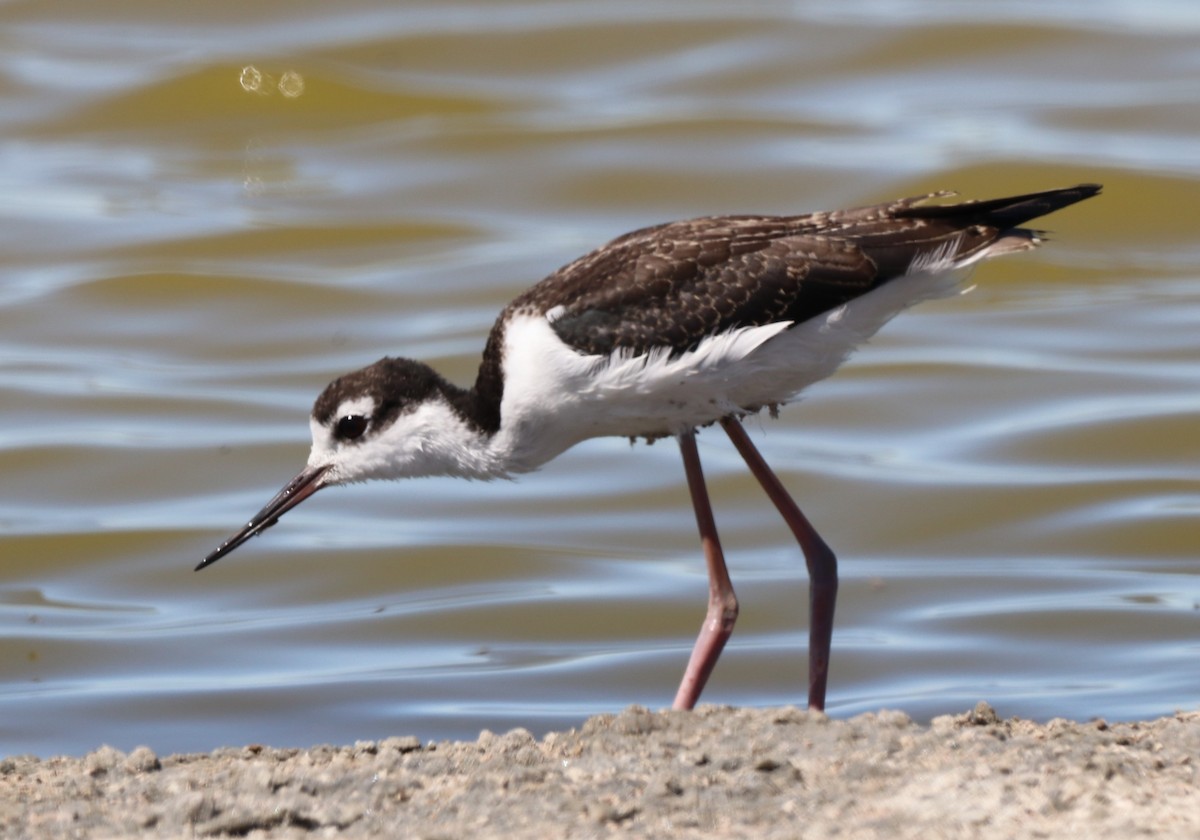 Black-necked Stilt - ML623450013