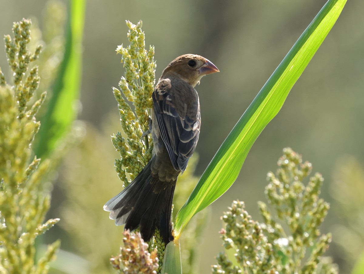 Blue Grosbeak - ML623450031
