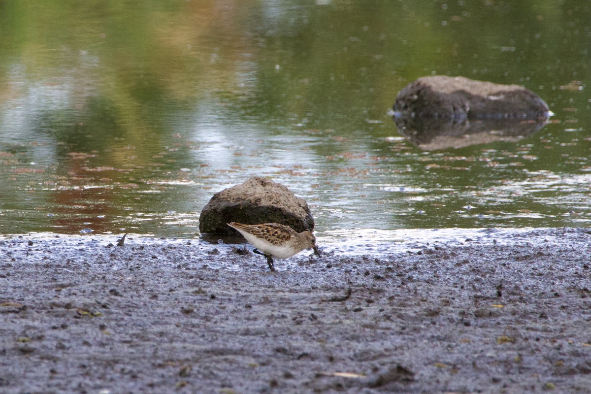 Least Sandpiper - ML623450083