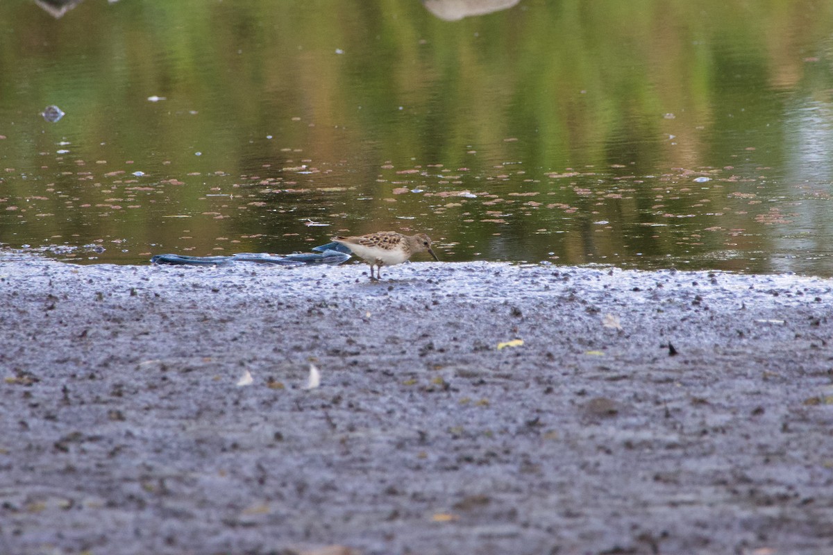 Least Sandpiper - ML623450084