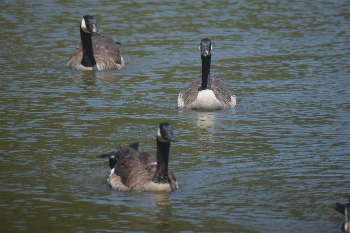 Canada Goose - ML623450127