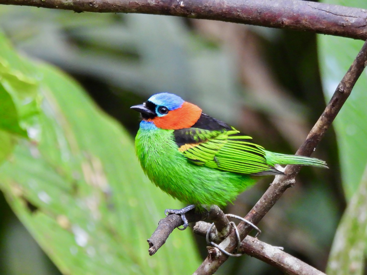 Red-necked Tanager - Shelley Rutkin