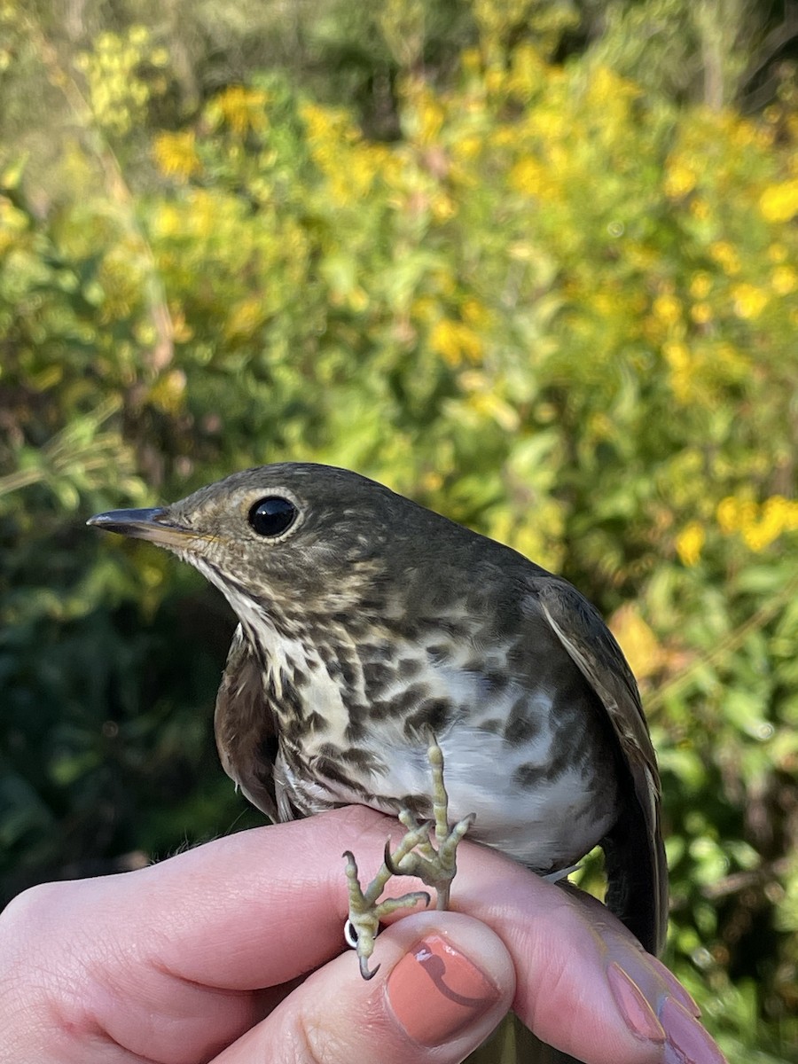 Swainson's Thrush - ML623450173