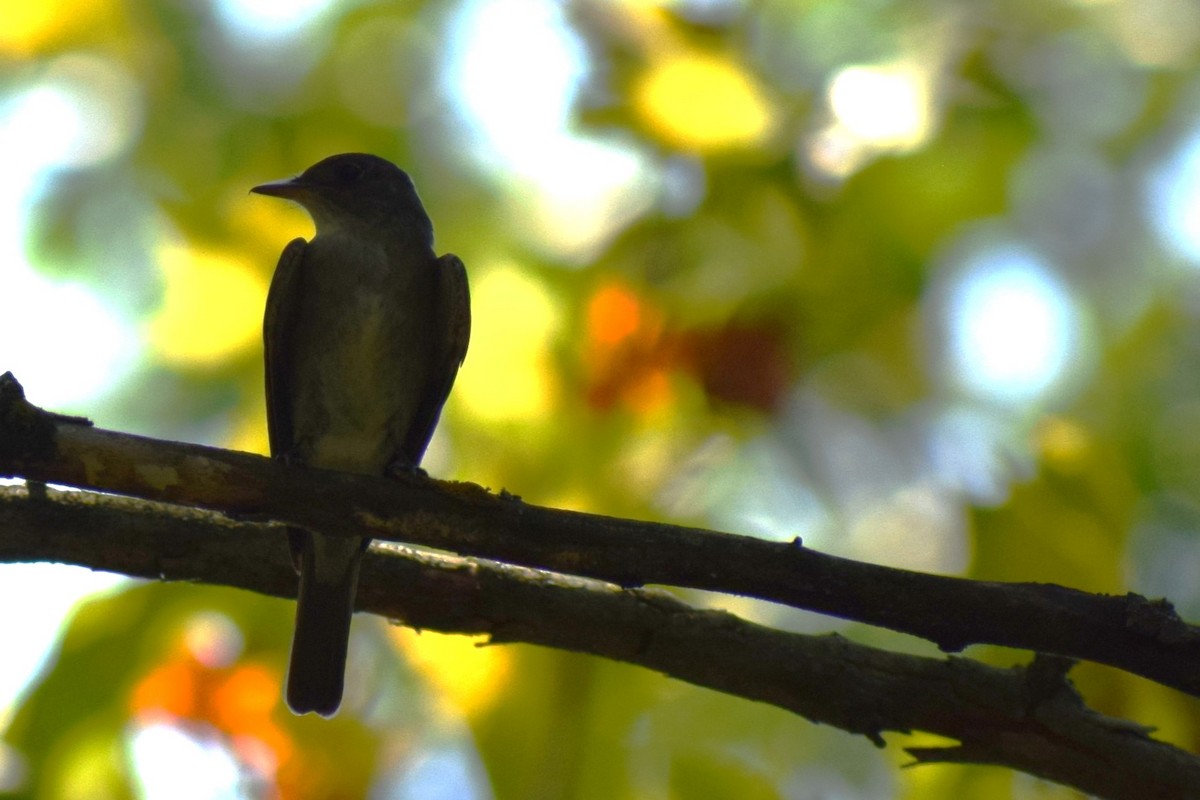 Eastern Wood-Pewee - ML623450202