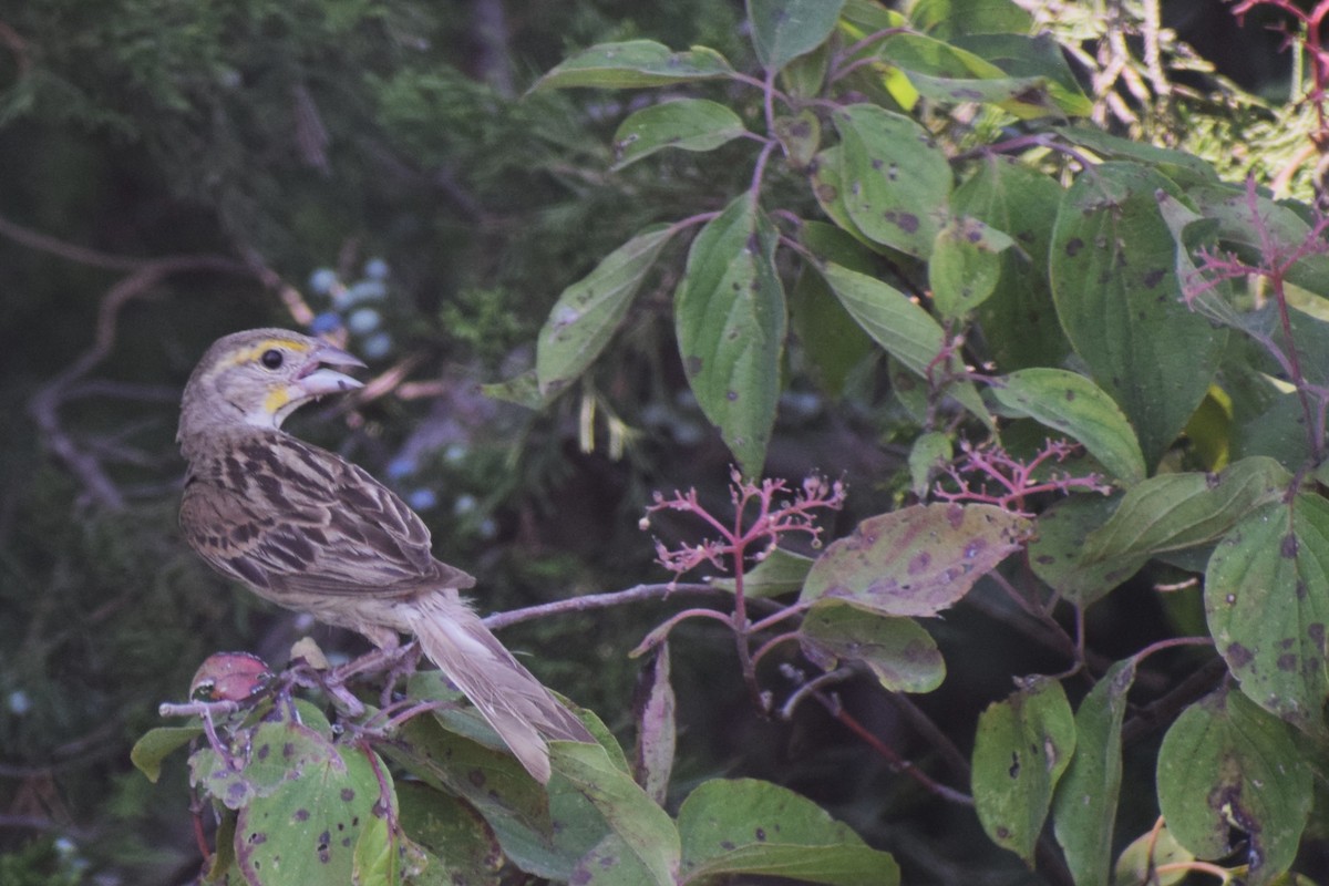 Dickcissel - ML623450213