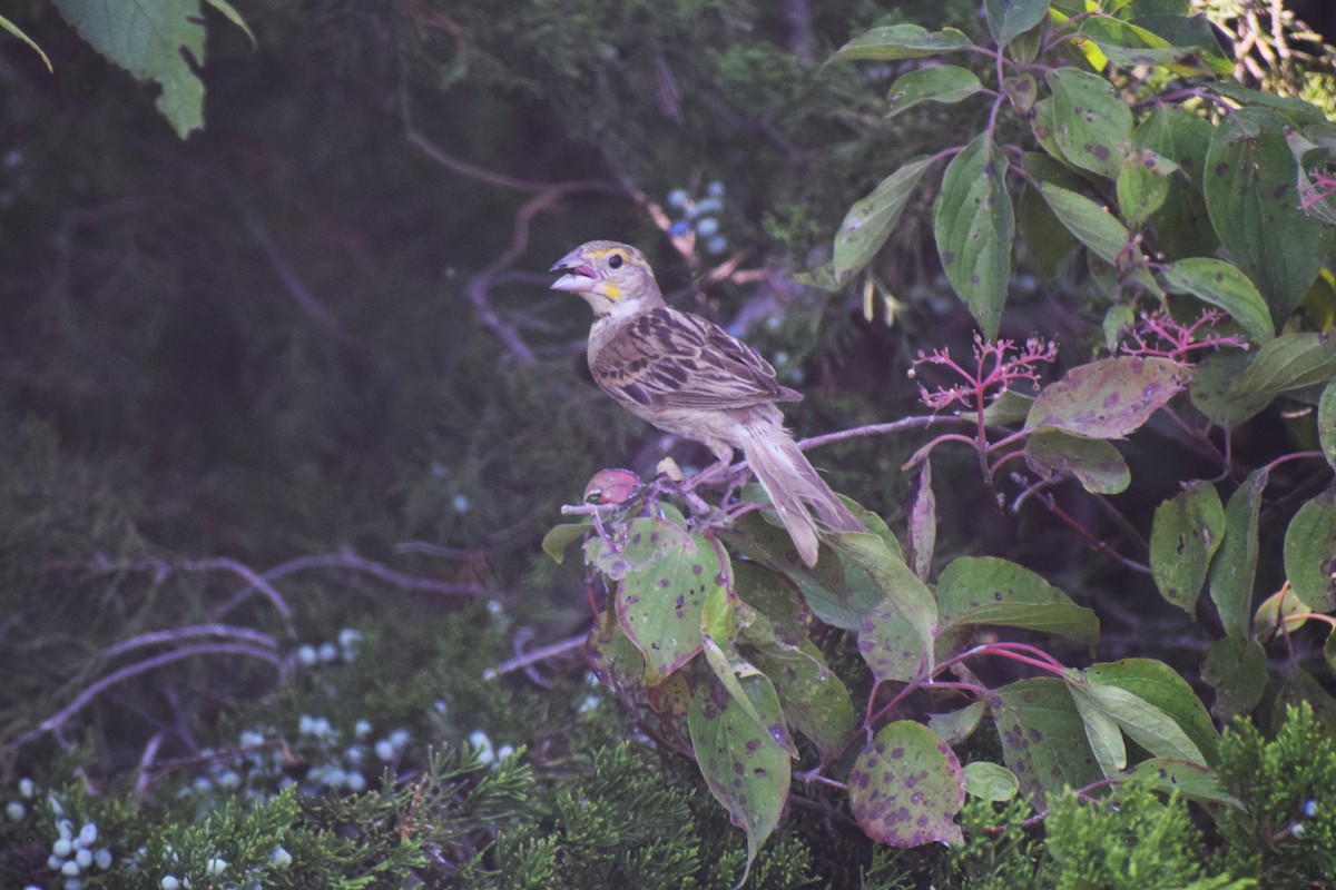 Dickcissel - ML623450214