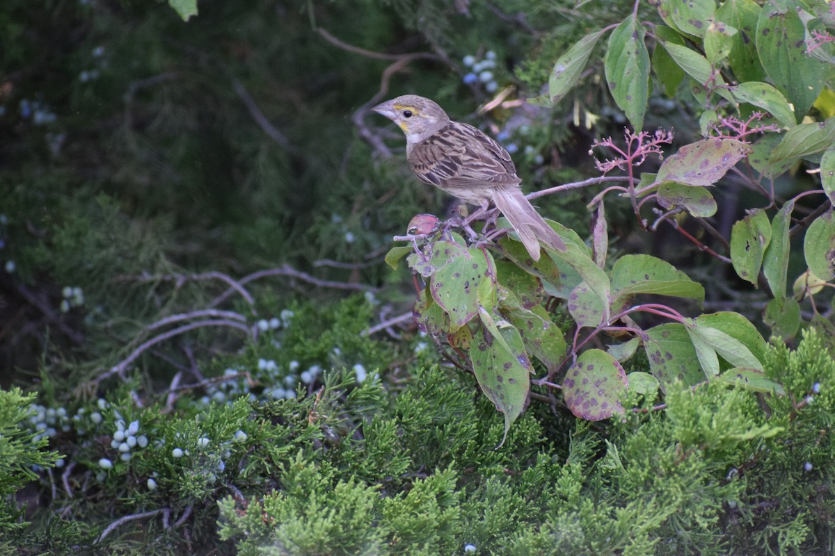 Dickcissel - ML623450215