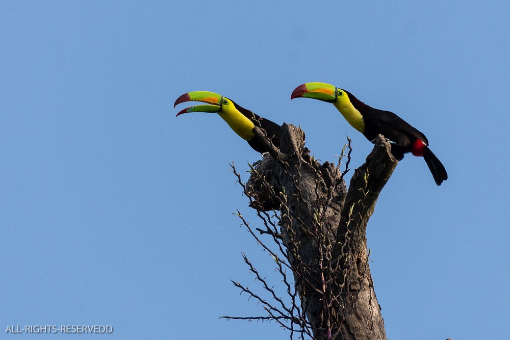 Keel-billed Toucan - ML623450232