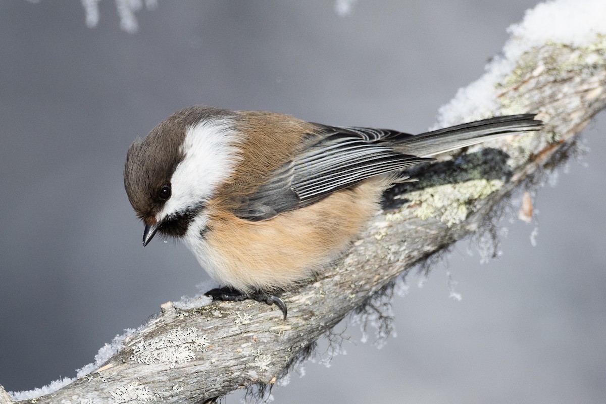 Gray-headed Chickadee - ML623450280